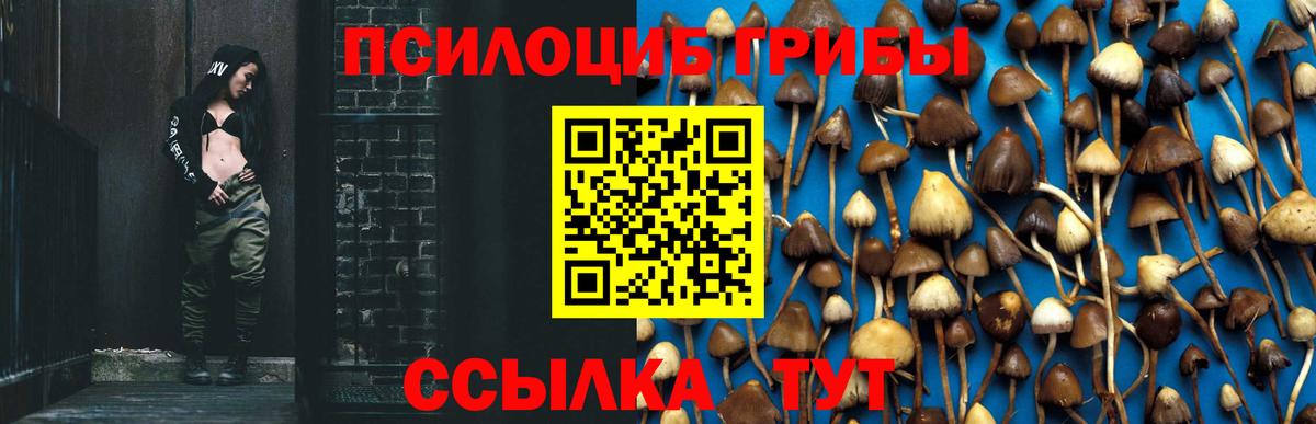 Галлюциногенные грибы Cubensis  Вход с VPN  Нижнеудинск  Псилоцибиновые грибы Psilocybine cubensis 
